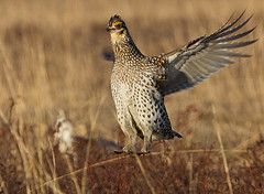 Tympanuchus phasianellus