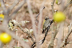Dendropicos abyssinicus