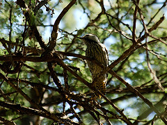 Dendropicos fuscescens