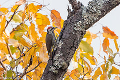 Dendropicos stierlingi