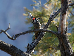 Dendropicos namaquus