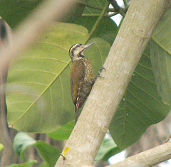 Dendropicos pyrrhogaster