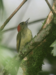 Dendropicos elliotii
