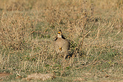 Tympanuchus pallidicinctus