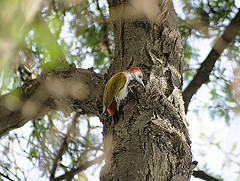 Dendropicos spodocephalus