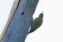 Dendropicos griseocephalus
