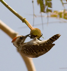 Dendropicos obsoletus