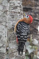 Dendrocopos hyperythrus