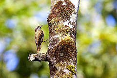 Dendrocopos temminckii