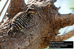 Dendrocopos maculatus