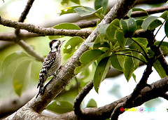 Dendrocopos canicapillus