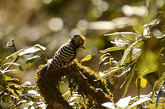 Dendrocopos auriceps