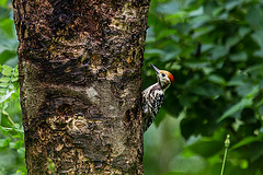 Dendrocopos mahrattensis