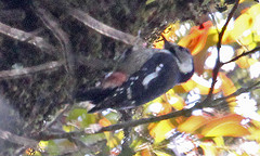 Dendrocopos cathpharius