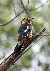 Dendrocopos darjellensis