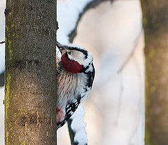 Dendrocopos leucotos