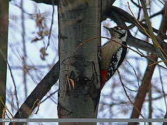 Dendrocopos himalayensis