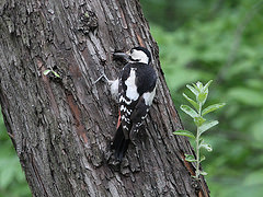 Dendrocopos syriacus