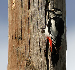 Dendrocopos leucopterus