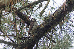 Picoides stricklandi