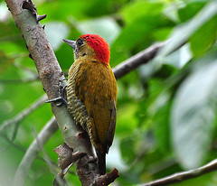 Veniliornis passerinus