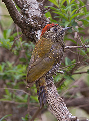 Veniliornis frontalis