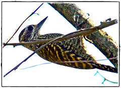 Veniliornis spilogaster