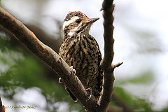 Veniliornis lignarius