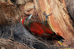 Veniliornis sanguineus