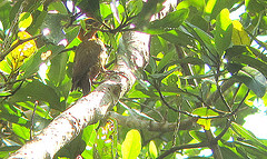 Piculus chrysochloros