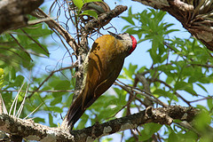 Colaptes rubiginosus