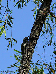 Colaptes auricularis