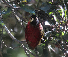 Colaptes rivolii