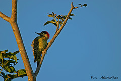 Colaptes melanochloros