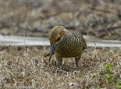 Colaptes fernandinae