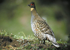 Tetraophasis szechenyii