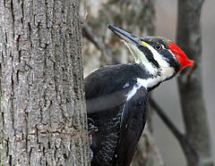 Dryocopus pileatus