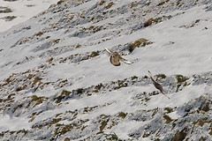 Tetraogallus caspius