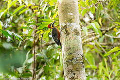 Campephilus haematogaster