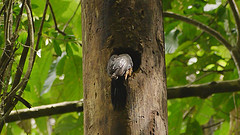 Campephilus rubricollis