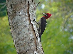 Campephilus robustus