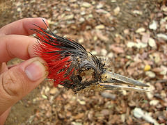 Campephilus melanoleucos