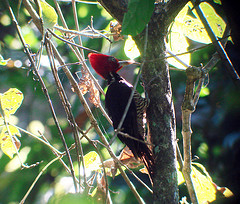 Campephilus guatemalensis