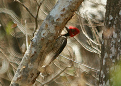Campephilus gayaquilensis