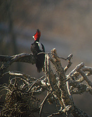 Campephilus leucopogon