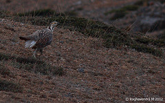 Tetraogallus himalayensis