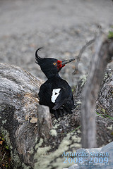 Campephilus magellanicus