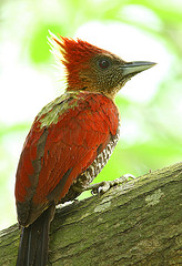 Chrysophlegma miniaceum