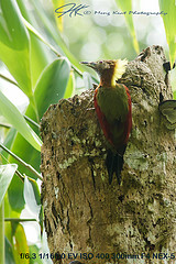 Chrysophlegma mentale