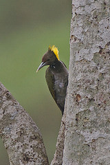 Chrysophlegma flavinucha